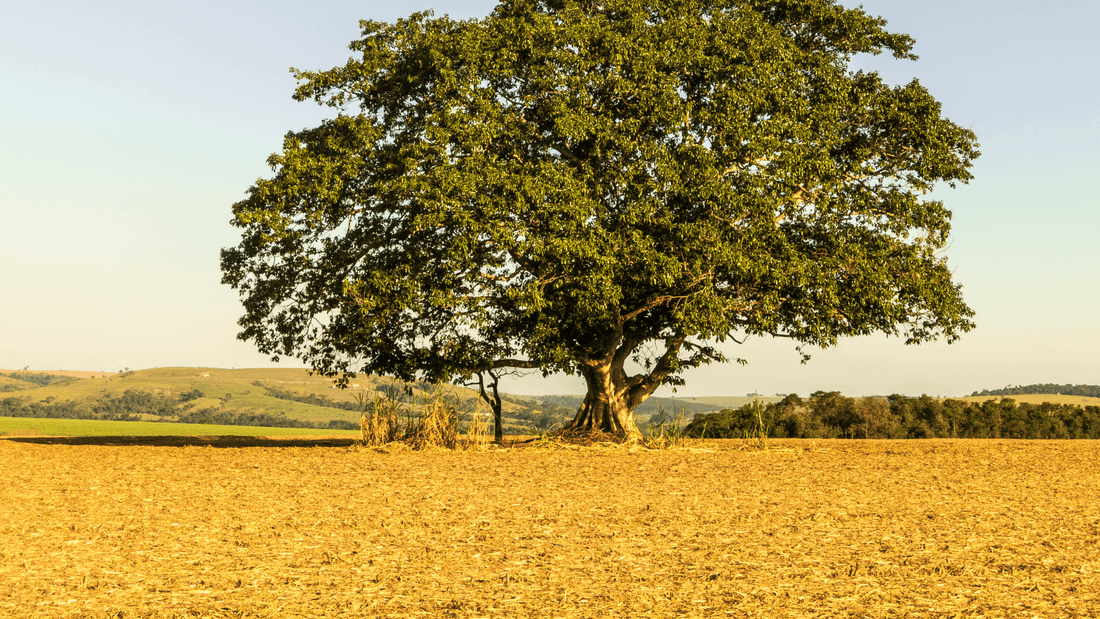 Rêver de figuier en islam