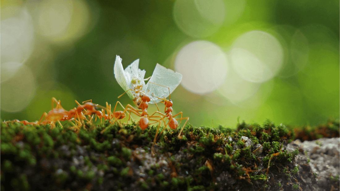 Rêver de fourmis islam: signification et interprétation