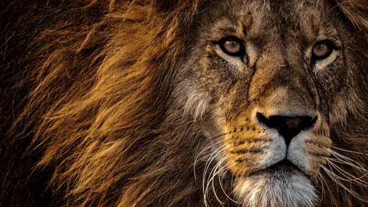 Rêver de lion islam