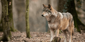 Rêver de loup islam: quelle signification?