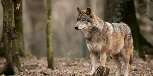 Rever de loup islam: quelle signification?