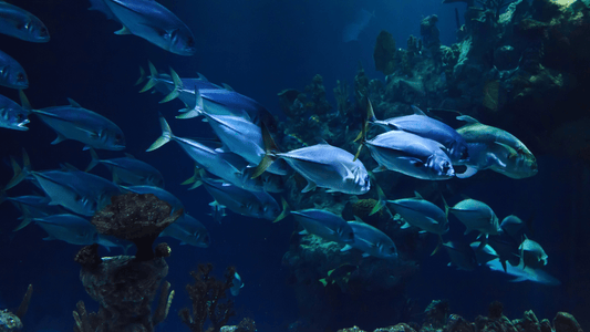rever de poisson islam