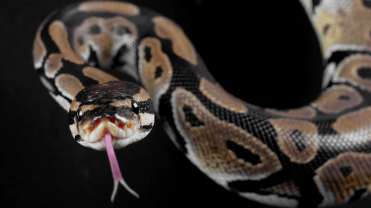 Rêver de serpent islam