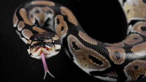 Rêver de serpent en islam : quelle signification ?