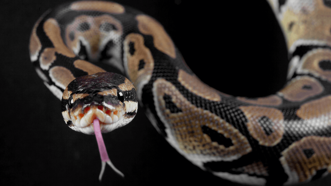 Rêver de serpent islam