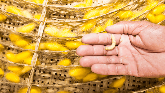 Rêver de vers blanc en islam