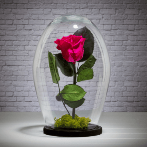 rose eternelle sous cloche