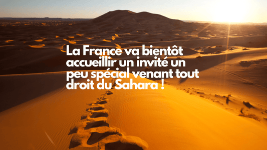 La France va bientôt accueillir un invité un peu spécial venant tout droit du Sahara !
