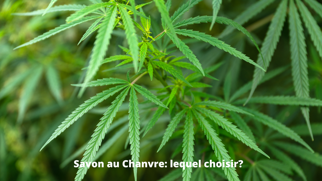 savon au chanvre