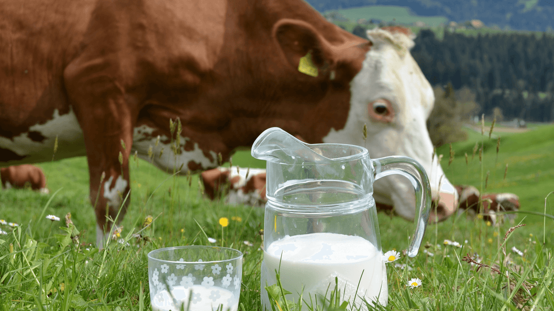 Savon Lait de Vache: bienfaits et conseils