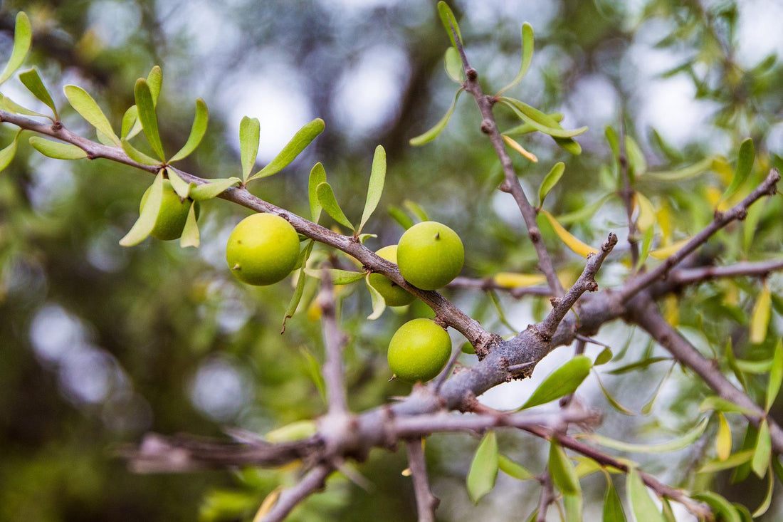 huile d'argan cheveux